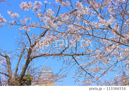 兵庫県姫路市、咲き始めの桜と姫路城の風景 113366558