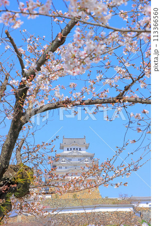 兵庫県姫路市、咲き始めの桜と姫路城の風景 兵庫県姫路市、咲き始めの桜と姫路城の風景 113366560