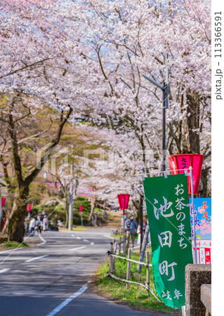 春の霞間ヶ渓、満開の桜〈岐阜県揖斐郡〉 春の霞間ヶ渓、満開の桜〈岐阜県揖斐郡〉 113366591