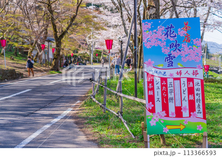 春の霞間ヶ渓、満開の桜〈岐阜県揖斐郡〉 113366593