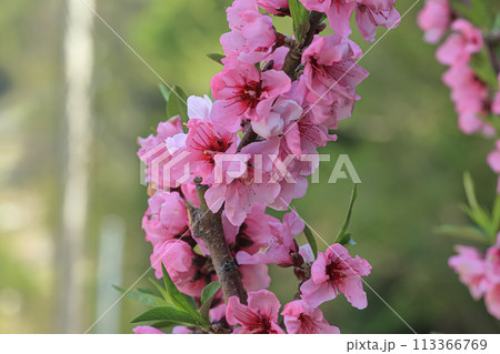 花 フラワー お花 113366769