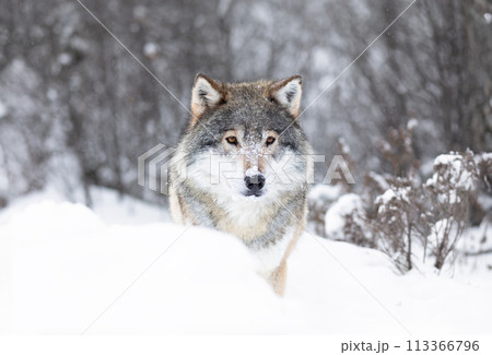 Majestic Wolf in Snowy Scandinavian Wilderness Majestic Wolf in Snowy Scandinavian Wilderness 113366796