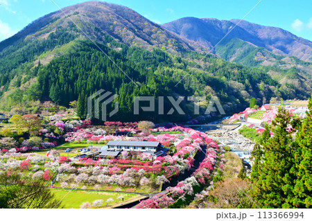 長野県阿智村　月川温泉郷　花桃の絶景 113366994