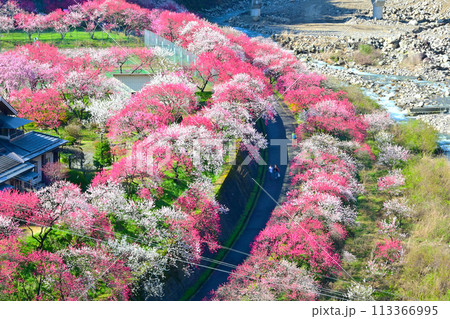 南信州阿智村 日本一の花桃の里 113366995