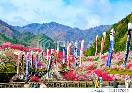 日本の春風景 鯉のぼりが泳ぐ　花桃の里 113367006