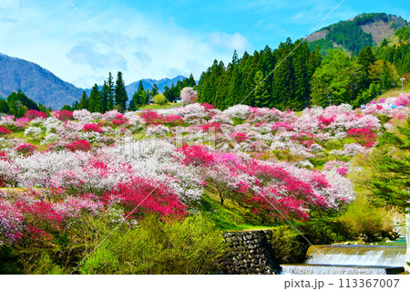 日本の春風景 美しい 花桃の里 日本の春風景 美しい 花桃の里 113367007