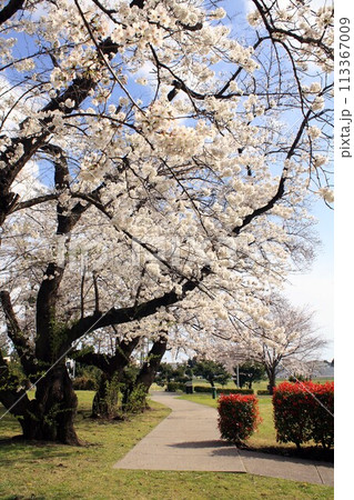 満開の見頃を迎え美くしい景観の桜並木の遊歩道 満開の見頃を迎え美くしい景観の桜並木の遊歩道 113367009
