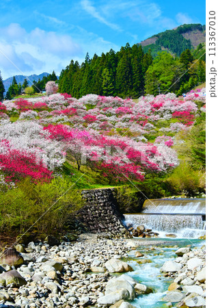 日本の春風景 美しい 花桃の里 日本の春風景 美しい 花桃の里 113367010