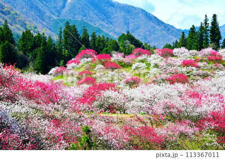 南信州阿智村 日本一の花桃の里 南信州阿智村 日本一の花桃の里 113367011