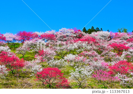 南信州阿智村 日本一の花桃の里 南信州阿智村 日本一の花桃の里 113367013