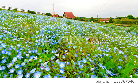 愛知牧場のネモフィラの花畑 愛知牧場のネモフィラの花畑 113367046