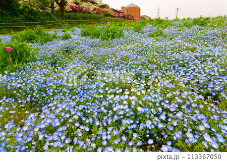 愛知牧場のネモフィラの花畑 愛知牧場のネモフィラの花畑 113367050
