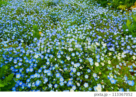 愛知牧場のネモフィラの花畑 愛知牧場のネモフィラの花畑 113367052
