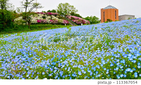 愛知牧場のネモフィラの花畑 愛知牧場のネモフィラの花畑 113367054
