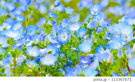愛知牧場のネモフィラの花畑 113367071