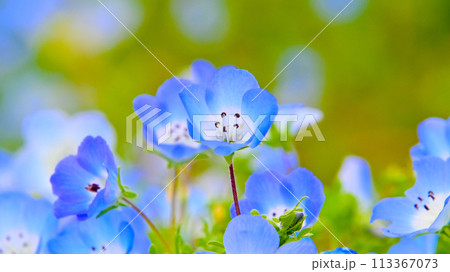 愛知牧場　ネモフィラのクローズアップ 113367073