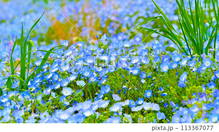 愛知牧場のネモフィラの花畑 113367077