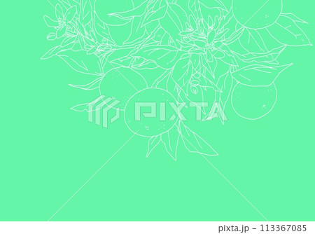 枝付きオレンジのシンプルな線画 113367085