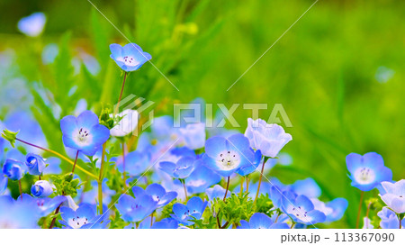 愛知牧場のネモフィラの花畑 愛知牧場のネモフィラの花畑 113367090