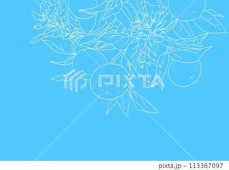 枝付きオレンジのシンプルな線画 113367097