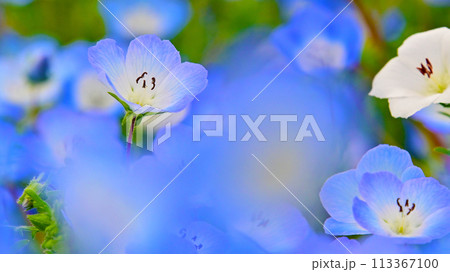 愛知牧場 ネモフィラのクローズアップ 愛知牧場 ネモフィラのクローズアップ 113367100