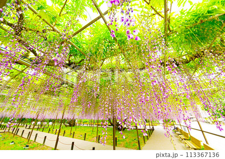 岡崎公園 五万石藤まつり 藤棚 113367136