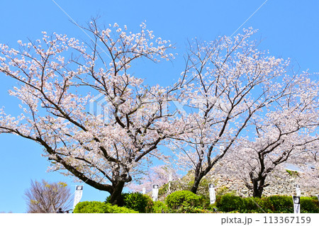 浜松城公園 天守門周辺の桜咲く風景 浜松城公園 天守門周辺の桜咲く風景 113367159