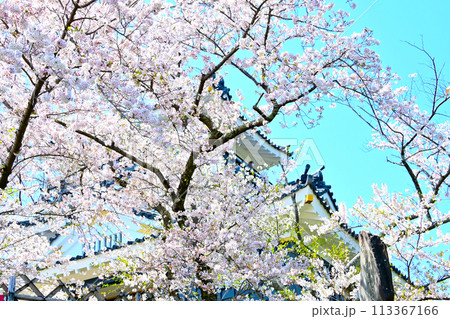 満開の桜と浜松城天守閣 満開の桜と浜松城天守閣 113367166