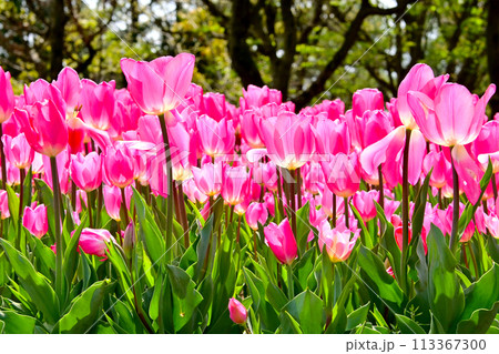木曽三川公園 チューリップの綺麗な花 113367300