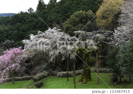 長興山　紹太寺   枝垂れ桜 113367413