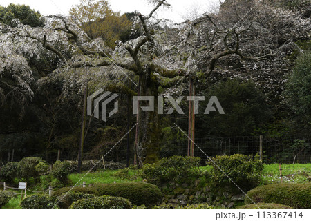長興山　紹太寺 　枝垂れ桜 113367414