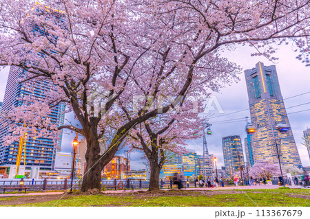 日本の横浜都市景観 夕暮れ・街灯の灯りで浮かび上がる汽車道の桜が満開に。夕方の桜も美しい＝4月8日　 113367679