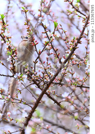 ユスラウメとシマリス　埼玉県さいたま市（市民の森・見沼グリーンセンター・りすの家）春素材 113367695