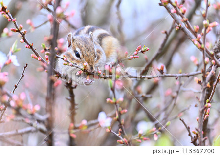 ユスラウメとシマリス　埼玉県さいたま市（市民の森・見沼グリーンセンター・りすの家）春素材 113367700