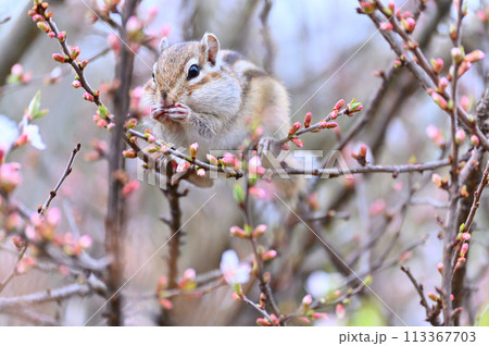 ユスラウメとシマリス　埼玉県さいたま市（市民の森・見沼グリーンセンター・りすの家）春素材 113367703
