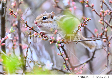 ユスラウメとシマリス　埼玉県さいたま市（市民の森・見沼グリーンセンター・りすの家）春素材 113367704