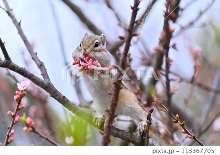ユスラウメとシマリス　埼玉県さいたま市（市民の森・見沼グリーンセンター・りすの家）春素材 113367705