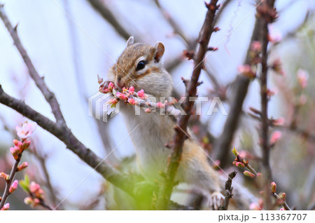 ユスラウメとシマリス 埼玉県さいたま市(市民の森・見沼グリーンセンター・りすの家)春素材 ユスラウメとシマリス 埼玉県さいたま市(市民の森・見沼グリーンセンター・りすの家)春素材 113367707