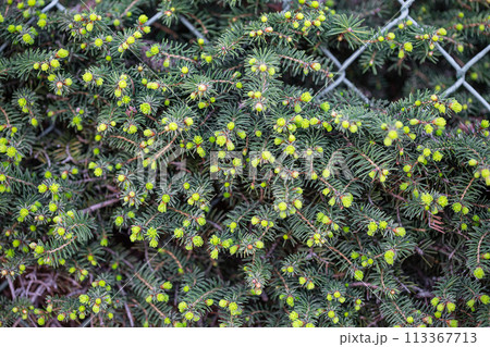 Fresh spruce buds peeking through wire chain link fence Fresh spruce buds peeking through wire chain link fence 113367713