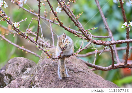 ユスラウメとシマリス 埼玉県さいたま市(市民の森・見沼グリーンセンター・りすの家)春素材 ユスラウメとシマリス 埼玉県さいたま市(市民の森・見沼グリーンセンター・りすの家)春素材 113367738
