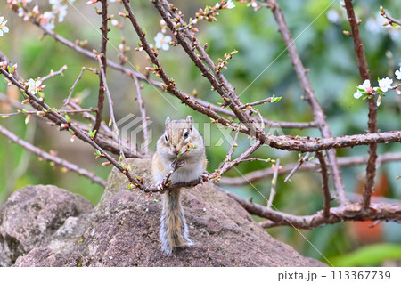 ユスラウメとシマリス　埼玉県さいたま市（市民の森・見沼グリーンセンター・りすの家）春素材 113367739