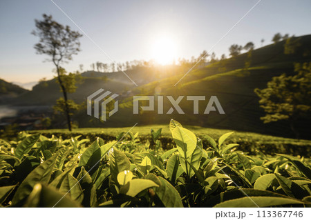 Sunrise over hills with tea plantations. 113367746