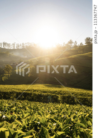 Sunrise over hills with tea plantations. Sunrise over hills with tea plantations. 113367747