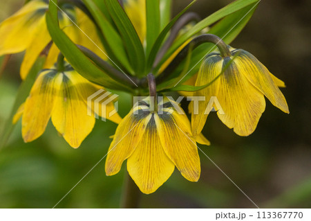 ヨウラクユリ ヨウラクユリ 113367770