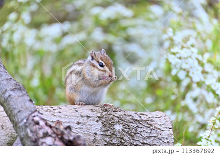 ユキヤナギとシマリス 埼玉県さいたま市(市民の森・見沼グリーンセンター・りすの家)春素材 ユキヤナギとシマリス 埼玉県さいたま市(市民の森・見沼グリーンセンター・りすの家)春素材 113367892