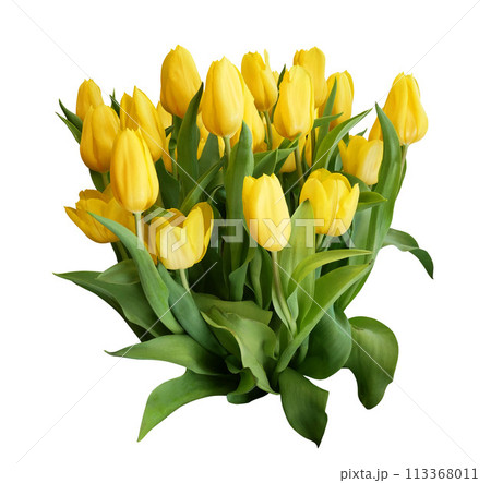 Yellow tulips isolated on white background. Yellow tulips isolated on white background. 113368011