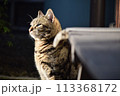 日向ぼっこする猫 113368172