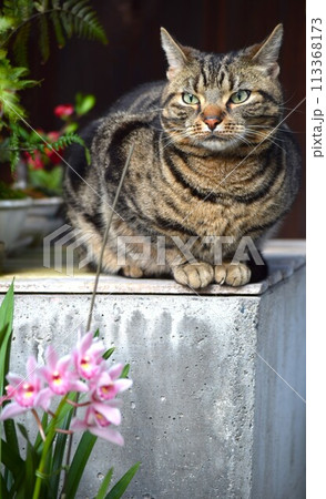 日向ぼっこする猫 日向ぼっこする猫 113368173