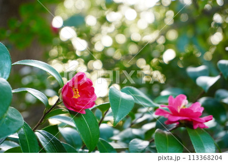 春の訪れを感じる椿 春の訪れを感じる椿 113368204