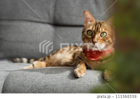 A Bengal cat lies on a gray sofa in the living room. A Bengal cat lies on a gray sofa in the living room. 113368339